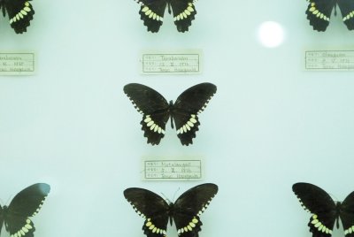 대만산 나비 05