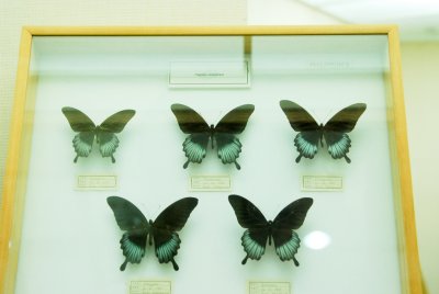 대만산 나비 06