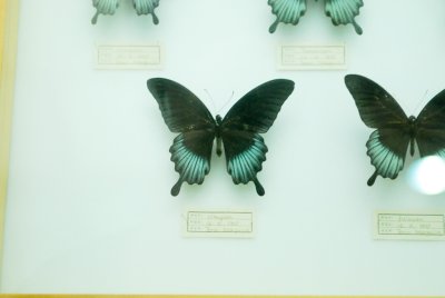 대만산 나비 07