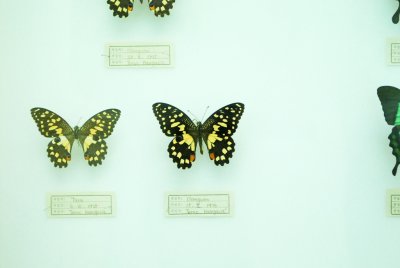 대만산 나비 09
