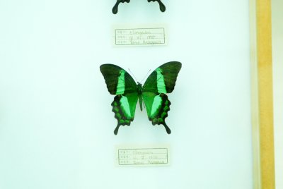 대만산 나비 10