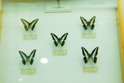 대만산 나비 11
