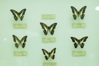 대만산 나비 12