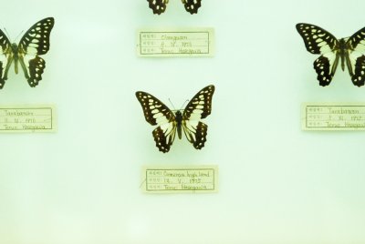 대만산 나비 13
