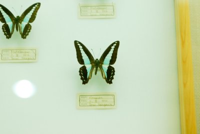 대만산 나비 14