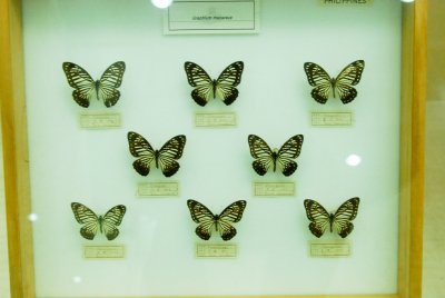 대만산 나비 15