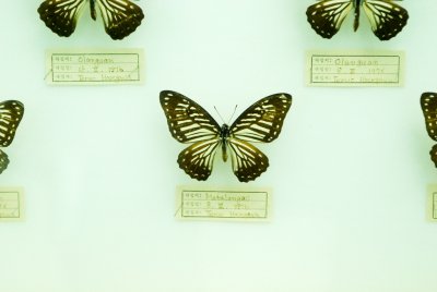 대만산 나비 16