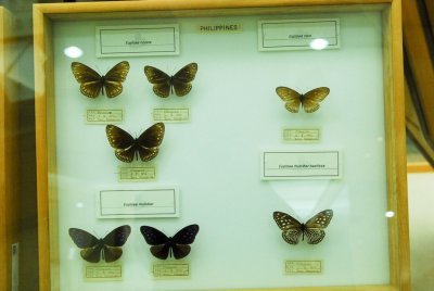 대만산 나비 17