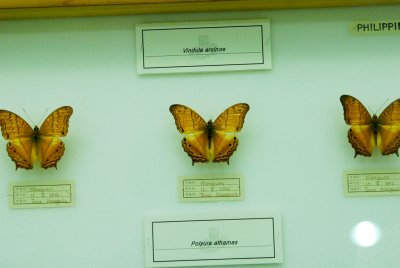 대만산 나비 18