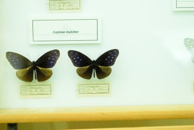 대만산 나비 19
