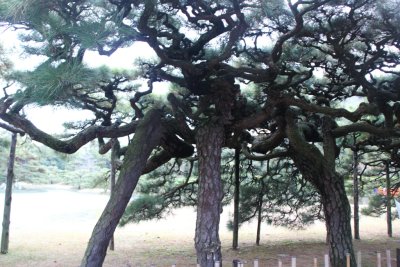 리쓰린(栗林)공원의 소나무 10