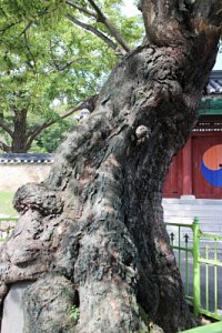 양주 느티나무 보호수 09