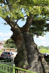 양주 느티나무 보호수 10