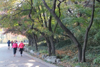 서울 남산공원 북측순환로 단풍 10