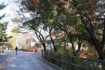 서울 남산공원 북측순환로 단풍 12