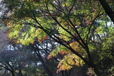 서울 남산공원 북측순환로 단풍 15