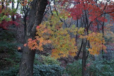 서울 남산공원 북측순환로 단풍 19