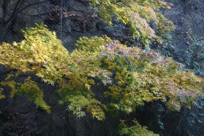 서울 남산공원 북측순환로 단풍 11