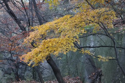 서울 남산공원 북측순환로 단풍 18