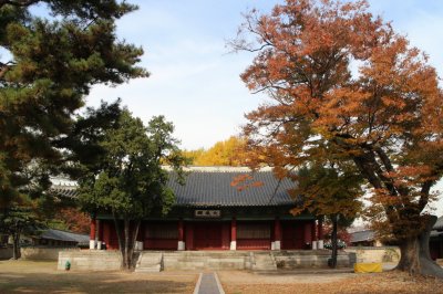 서울문묘 은행나무 단풍 02