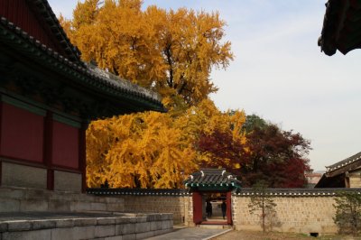 서울문묘 은행나무 단풍 03