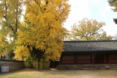 서울문묘 은행나무 단풍 04