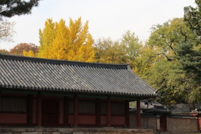 서울문묘 은행나무 단풍 08