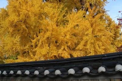 서울문묘 은행나무 단풍 11