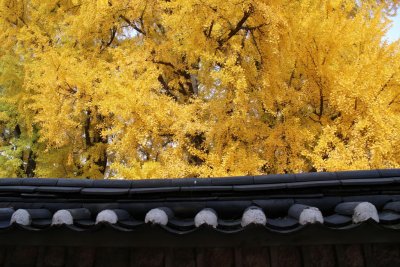 서울문묘 은행나무 단풍 13