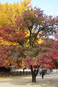 서울문묘 은행나무 단풍 16