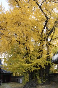 서울문묘 은행나무 단풍 17