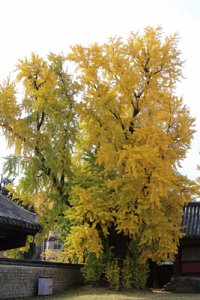 서울문묘 은행나무 단풍 19