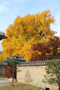 서울문묘 은행나무 단풍 20