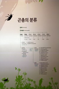 영월곤충박물관 소장품 09