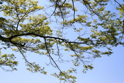 죽산리 화산느티나무 12