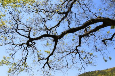 죽산리 화산느티나무 14