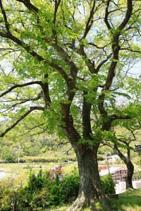 죽산리 화산느티나무 20