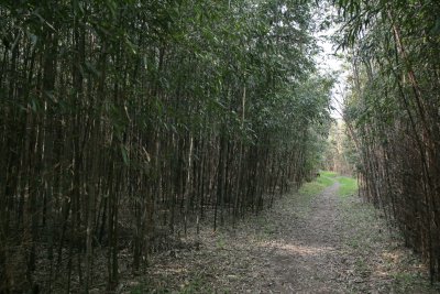 구룡마을 대나무 숲 04