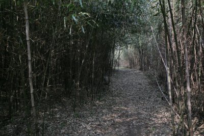 구룡마을 대나무 숲 10