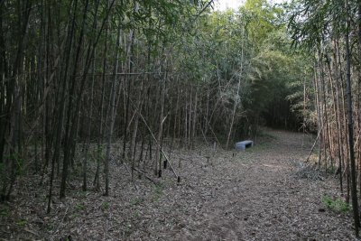 구룡마을 대나무 숲 11