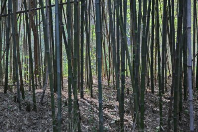 구룡마을 대나무 숲 13