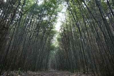 구룡마을 대나무 숲 15