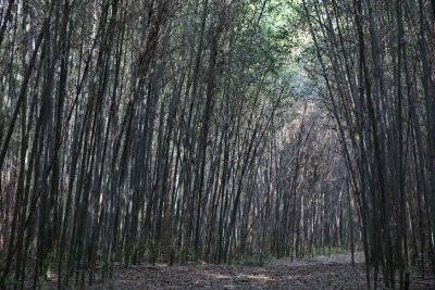 구룡마을 대나무 숲 16