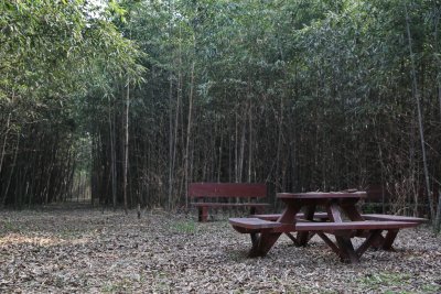 구룡마을 대나무 숲 17