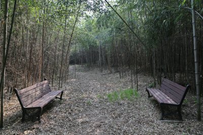 구룡마을 대나무 숲 18