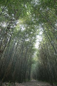 구룡마을 대나무 숲 20