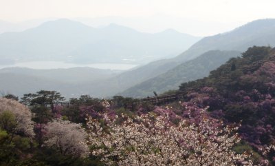 강화 고려산의 봄 02