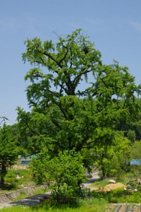 연천 간파리 은행나무 09