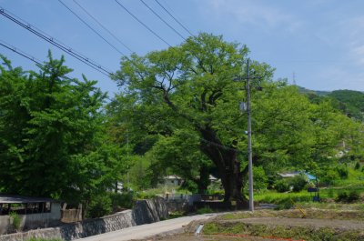 연천 간파리 느티나무 06