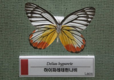 예천 곤충박물관-나비 08